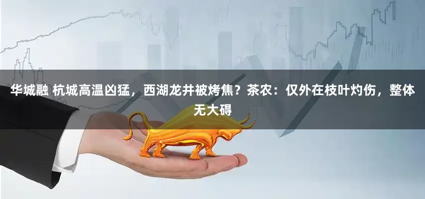 华城融 杭城高温凶猛，西湖龙井被烤焦？茶农：仅外在枝叶灼伤，整体无大碍